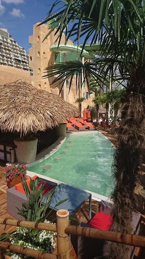 Pool area framed by palms